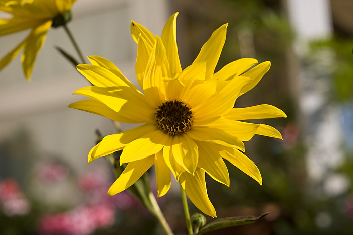 sonnenblume Kopie