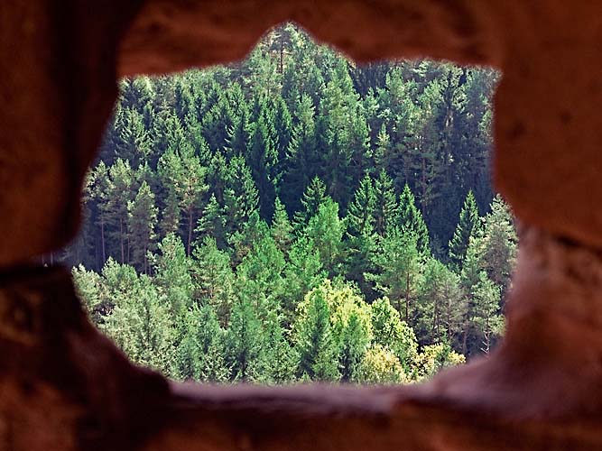 Durchblick auf Wald Kopie