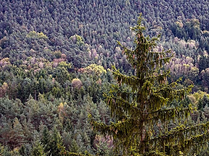 Wald bei Dahn Kopie