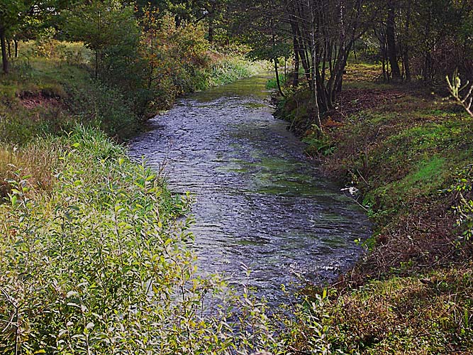 bachlauf bei dahn Kopie