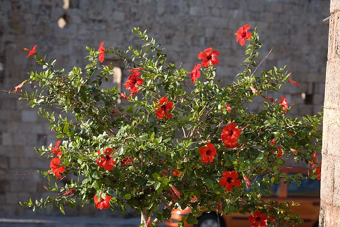 Blumen, Rhodos Stadt Kopie