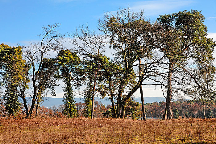 Im Oftersheimer Naturschutzgebiet Kopie