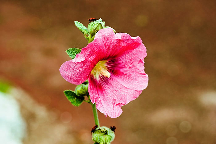 bugs-and-beautiful-flower