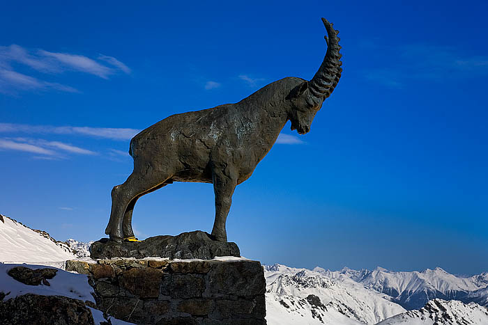 Der Steinbock Wappentier des Engadin Gipfelstation Piz Nair_MG_5005_DxO_raw Kopie