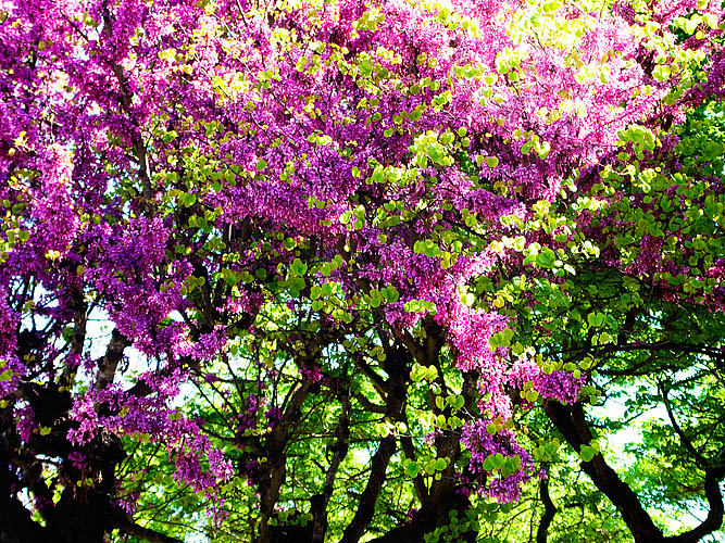 Fruehling in Portugal Kopie