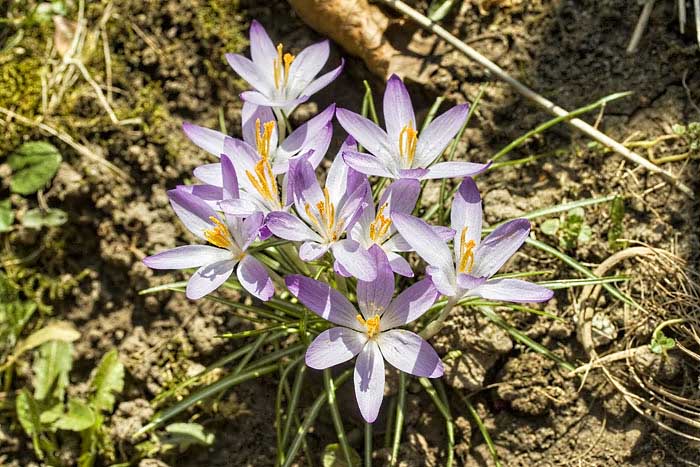 Krokusse-I-19-Maerz-2006