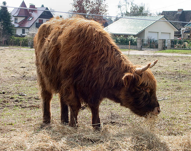 Praechtiges Rind Kopie