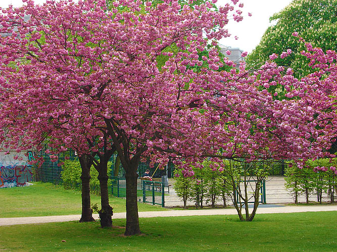 fruehling Kopie