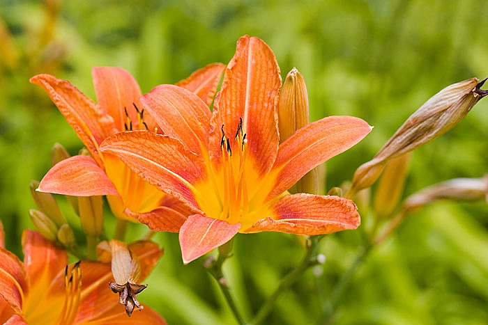 Botanischer-Garten