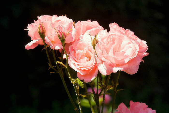 Rose in Prag Kopie