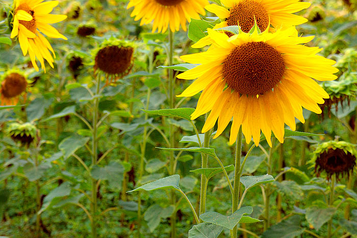 schoene sonnenbluemchen Kopie