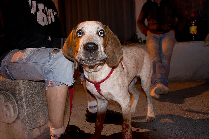 Hund Digne Les Bains_DSC9185 Kopie