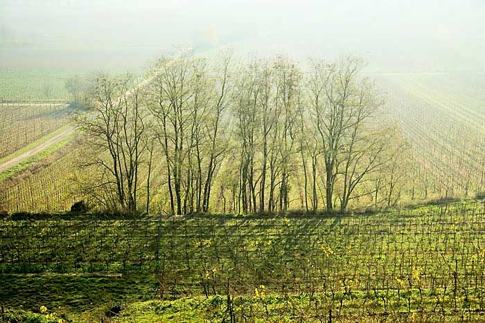 herbst-bad-duerkheim