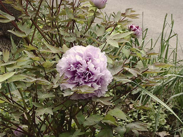 Blume im botanischen Garten- Palermo 2004