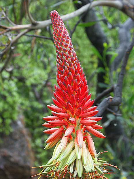 Blume in Sizilien