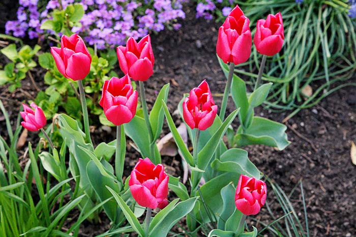 tulpen
