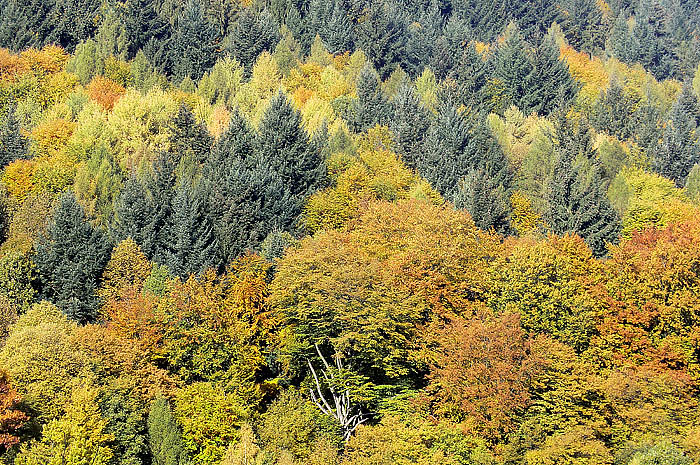 odenwald in herbstlicher prachtCIMG0559 Kopie