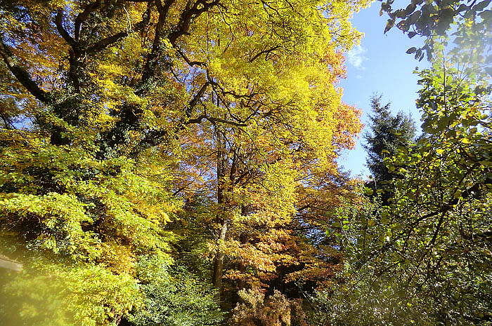 traumfarben des herbstesCIMG0553 Kopie