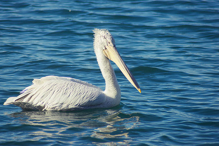 suesser pelikan izmir_DSC9182 Kopie