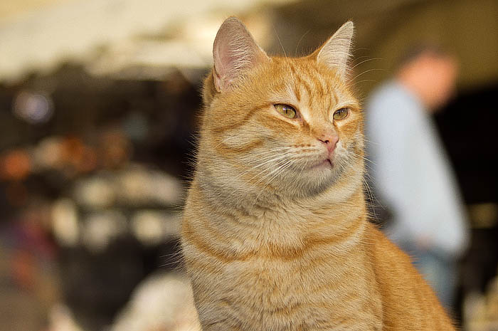 huebsche katze frontal_DSC0679 Kopie