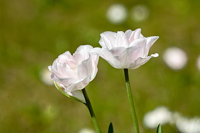 2weissegefuelltetulpen