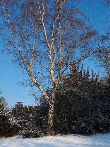 Birke-im-Schnee_DSF3066-Kopie