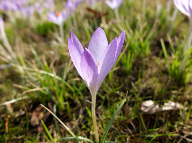 krokus20120303_81-Kopie