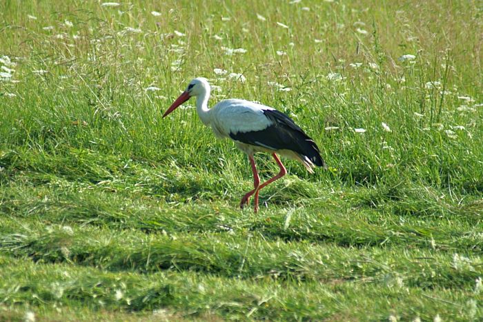 Storch Szubin_DSC9013