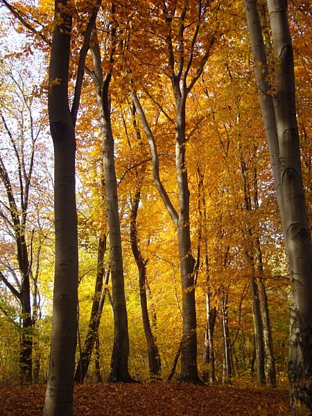 Herbstwald Schoenholzer Heide