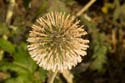 Distel