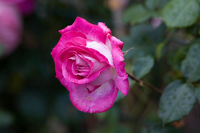 rose1471