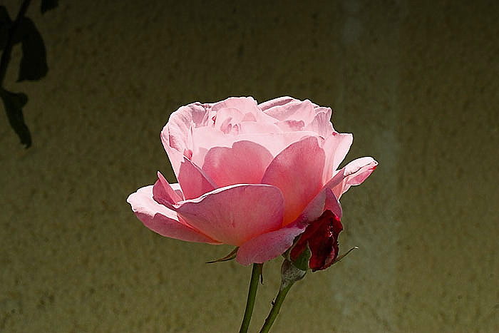 2rroseinbouliac