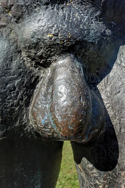 Penis in Plauen