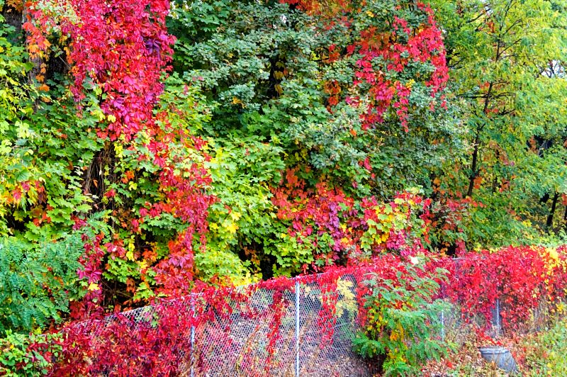 Herrliches Herbstlaub Westkreuz_DSC6689_DxO