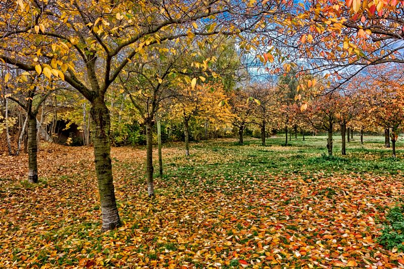 herbstwiese in berlin_DSC7626_DxO