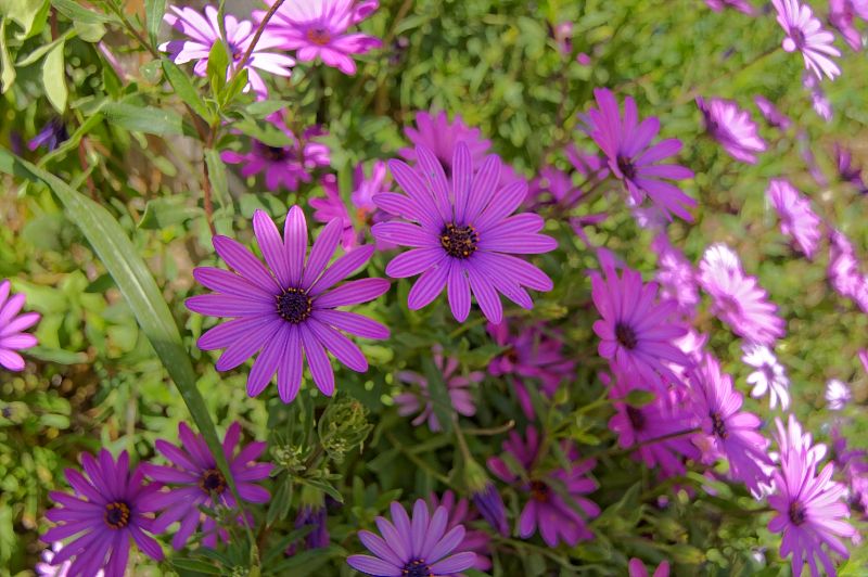 herrliche bluemchen in athen