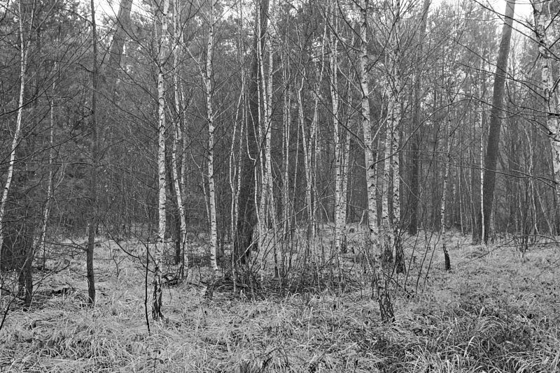 wald_DSC5974-1
