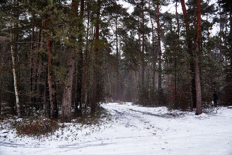 winterwald in der pfalz_DSC5149