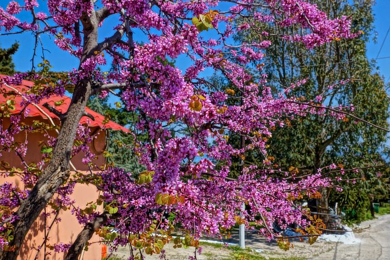 fruehlingsblueten in mytilene_DSC6064