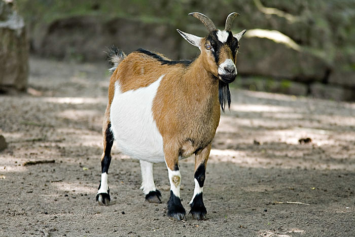 Ziege