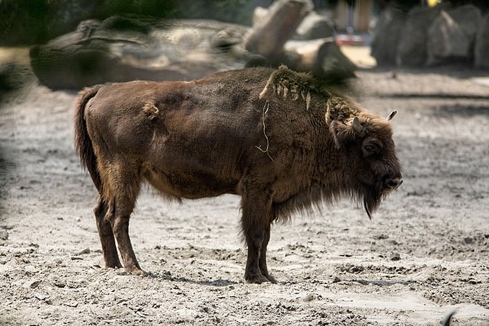 bison
