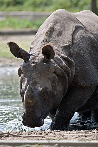 rhinohochformat