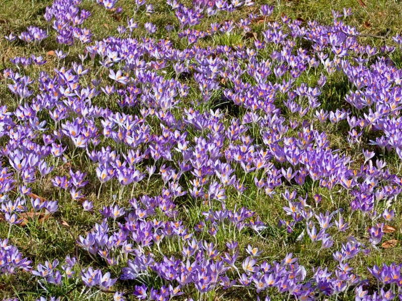 krokus