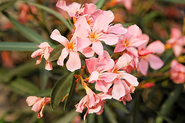floresberlin