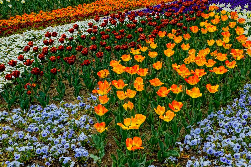Tulpen, Bruck an der Muhr, überarbeitete Fassung