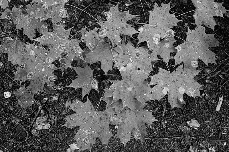 ahornblaetter_DSC3595
