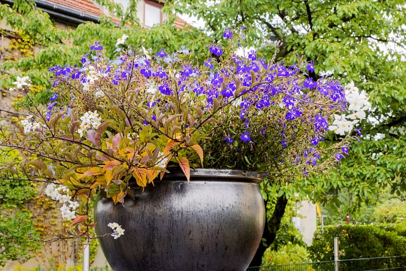 blumen_DSC3608