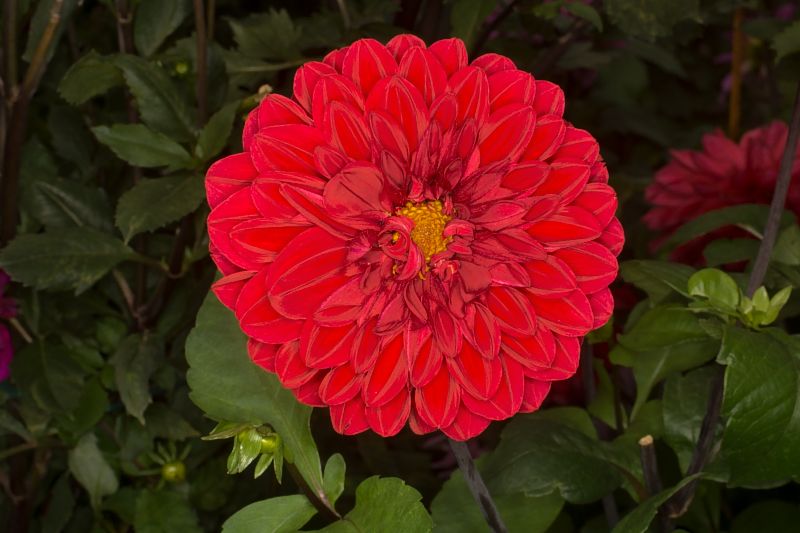Rote Bluete_DSC5507