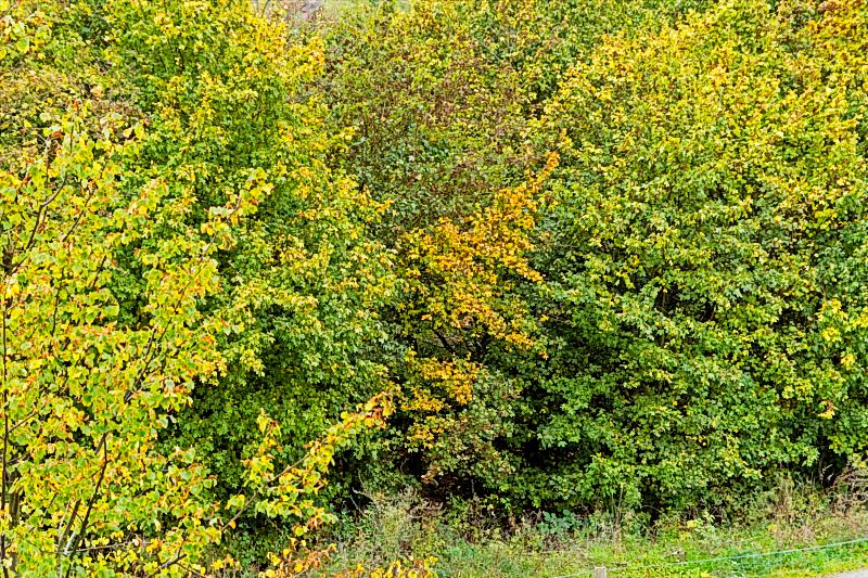 laub_DSC5548