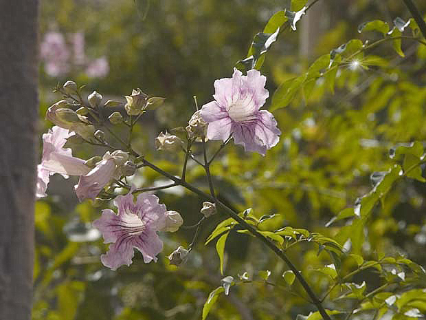 Blossoms, Mallorca, october 2004